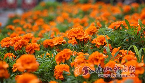 �ò������������������ܳ�����