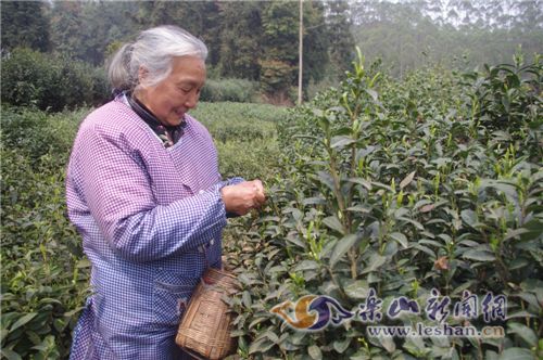 ̽��ƽ�ˡ����衱�������ϲ���������ѿ��