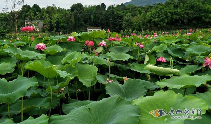 �崨ǧĶ�ɻ����ţ��ͺ�ȥ��