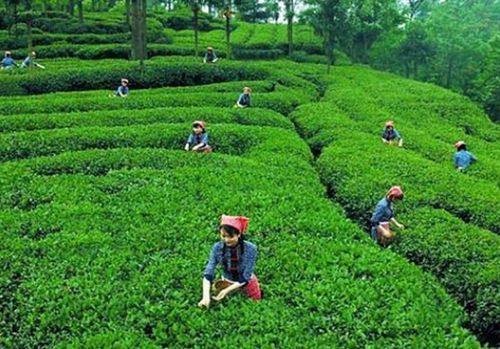 ��üѩѿ��Ҷ���زɲ�����