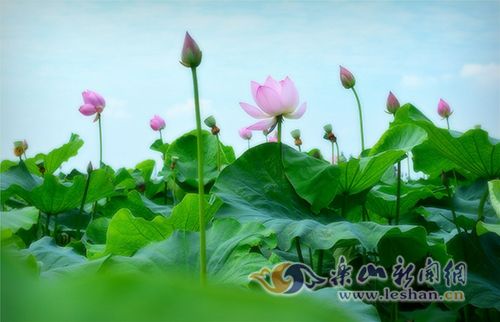 ��ͼ˵�ݶ�ü�ɻ�������