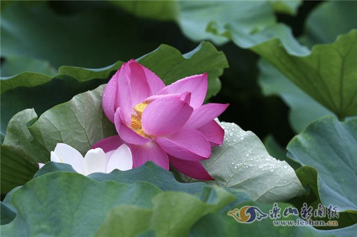 ��ͼ˵����ӥɽׯ���������ȥ��