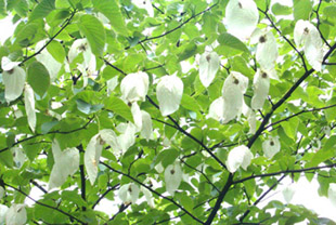 �������˷�⣨ʮ�ģ�