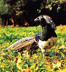 ��������ֲ������������