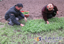 �����������񴺸�����æ ���߼����б���