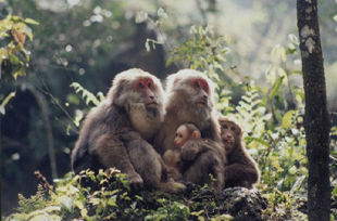 ��üɽ-���