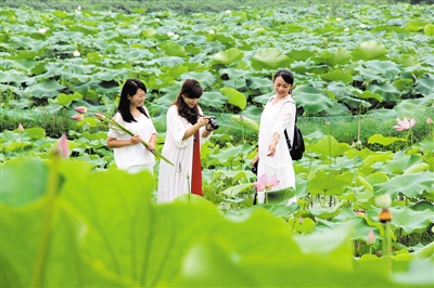 ɳ���ɽ����ִ�700Ķ�ɻ�����ʢ��