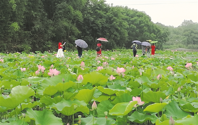 ���ƺ�����